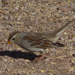 field sparrow