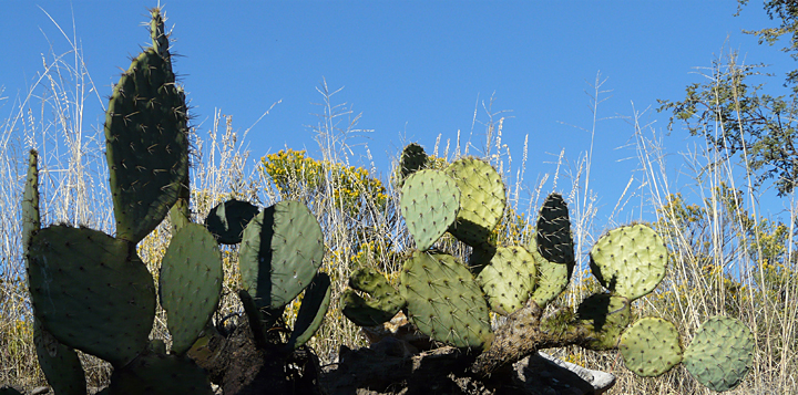 Flowering Cactus in the Southwest Desert | Casitas de Gila Nature Blog