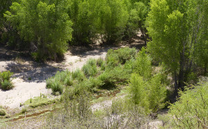 Bear Creek New Mexico
