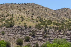 Bear Creek New Mexico