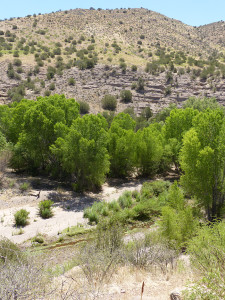 bear creek new mexico