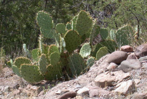 Engelmann's Prickly Pear Cactus