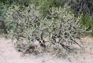 Cane Cholla