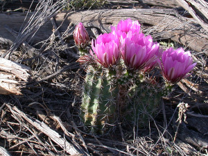 Fendler's Hedgehog Cactus