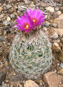 Pincushion Cactus