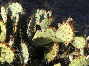 purple prickly pear