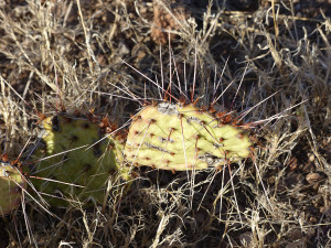 prickly pear cactus