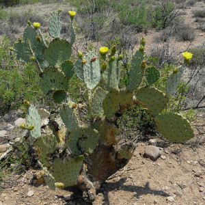 pancake prickly pear