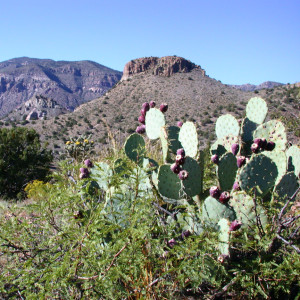 Engelmann's prickly pear