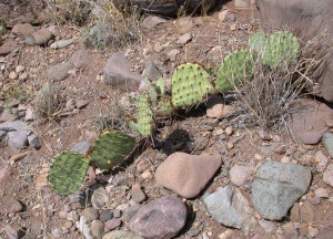 Brown-Spined prickly pear