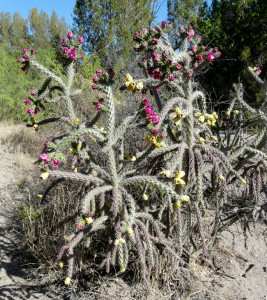 cane cholla