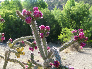 cane cholla