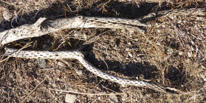 cane cholla skeleton