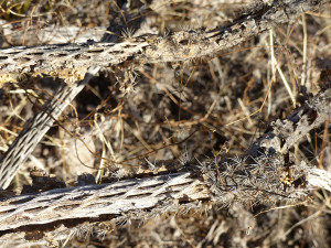 cane cholla skeleton