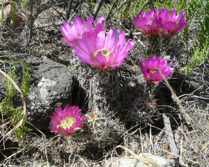 Fendler's hedgehog cactus