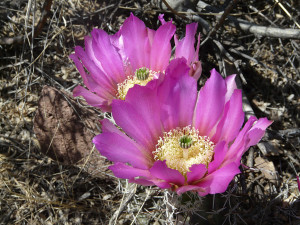 Fendler's hedgehog cactus flower