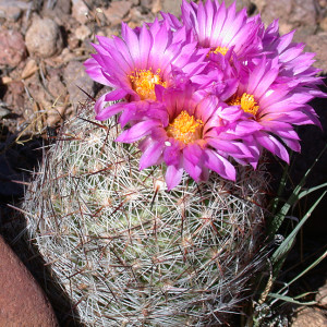 pincushion cactus