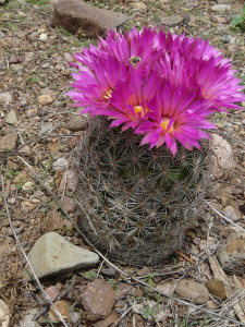 pincushion cactus