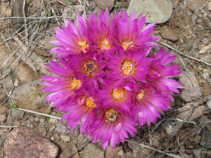 pincushion cactus flowers