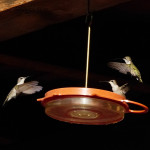 black-chinned hummingbirds
