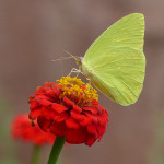 Cloudless Sulphur butterfly