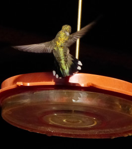 roufus hummingbird