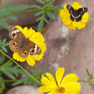 common buckeye and bordered patch butterfly