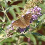 northern cloudywing skipper