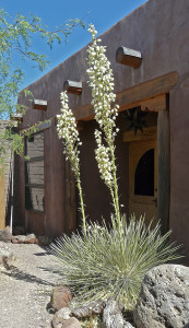 soaptree yucca