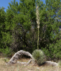 soaptree yucca