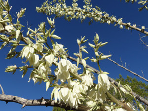 soaptree yucca flowers