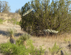 bent soaptree yucca