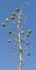 fruit of Soaptree Yucca