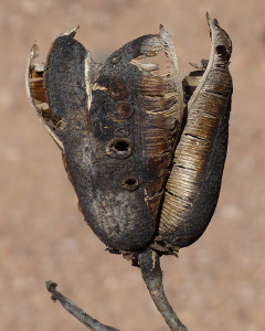 seed pod of soaptree yucca