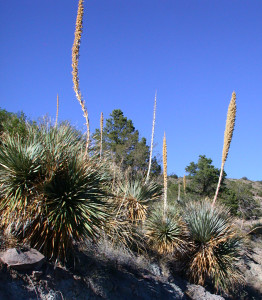 Sotol replace the Soaptree Yucca above 5,000 feet elevation at the Casitas, and here along Turkey Creek road in the Gila National Forest.