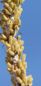 honeybees and sotol