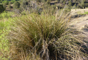 beargrass