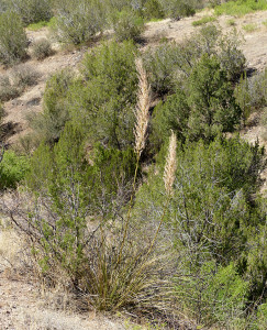 beargrass