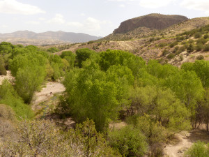 gila wilderness spring