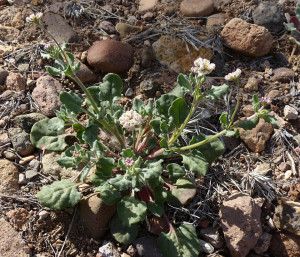 Abert's Wild Buckwheat