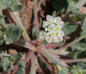 Abert's Wild Buckwheat