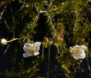 Apache Plume