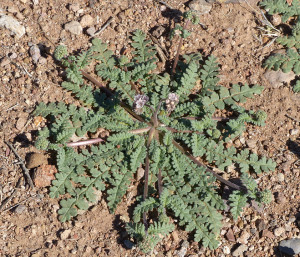 Arizona Scorpion Weed