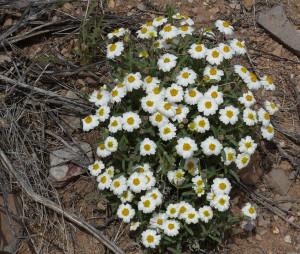 Blackfoot Daisy