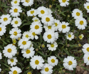 Blackfoot Daisy