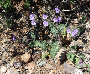 Blue Scorpion Weed