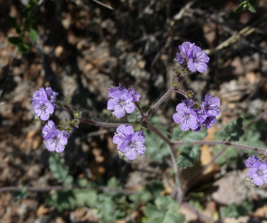 Blue Scorpion Weed