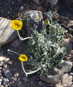 Desert Marigold