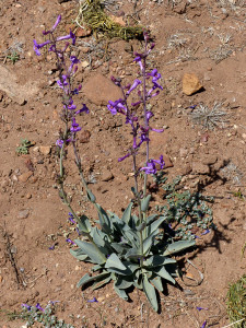 Fendler Penstemon