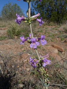 Fendler Penstemon